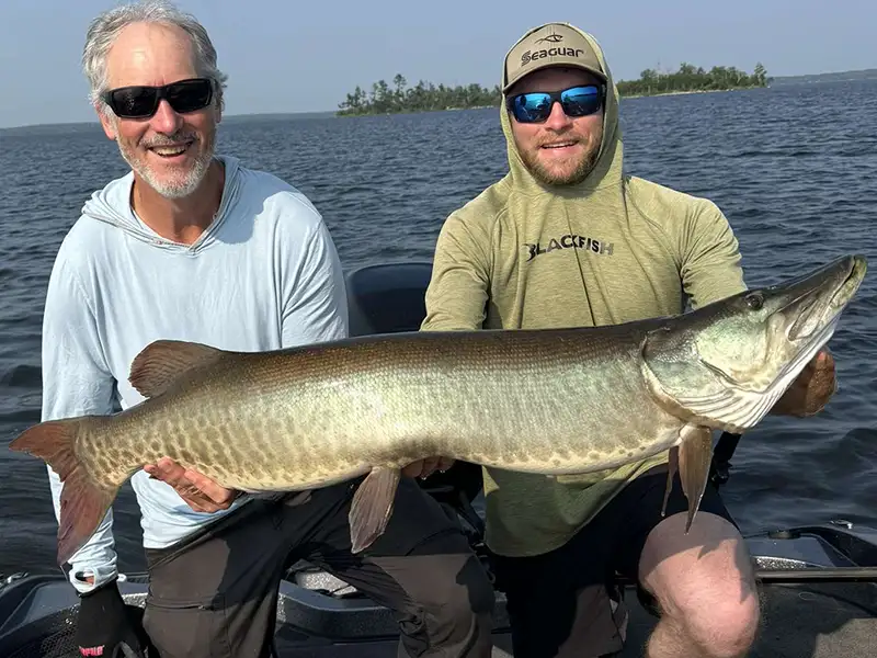 Trophy Muskie at Grassy Narrows Lodge Guests holding a trophy muskie during a fishing trip on Lake of the Woods near Morson, Ontario