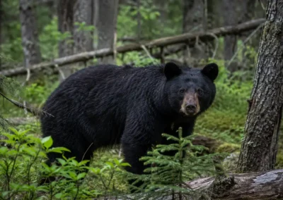 Black bear in the forest representing bear hunting at Grassy Narrows Lodge