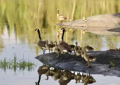 Canada geese and goslings along the shoreline at Grassy Narrows Lodge