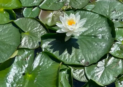 Water lily among lily pads on Lake of the Woods